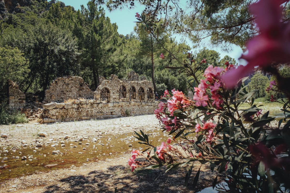 Ancient Olympos stone ruins with an arched structure among pine trees and pink oleander flowers in the foreground